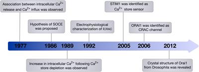 ORAI1 Ca2+ Channel as a Therapeutic Target in Pathological Vascular Remodelling